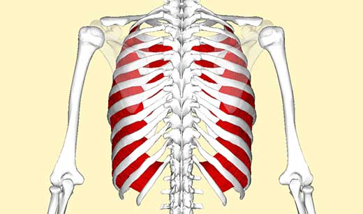 Intercostal muscles anatomy