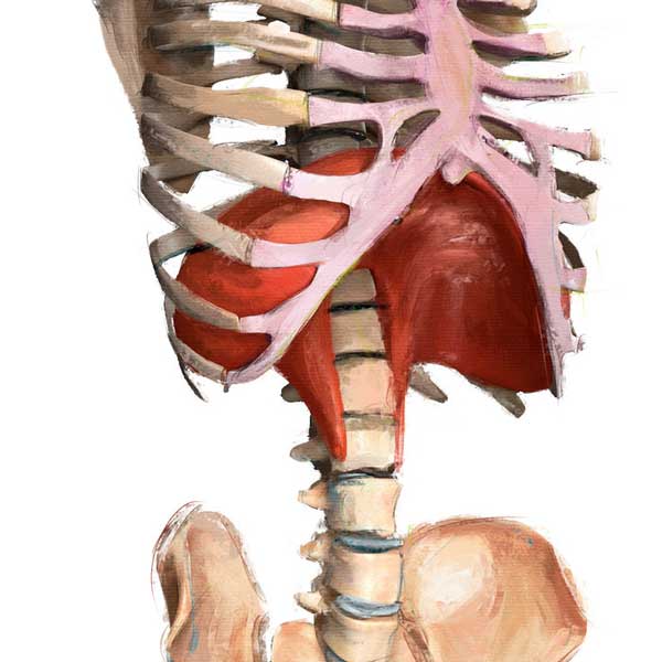 Isometric angle of diaphragm and ribcage