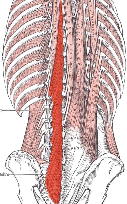 Yoga for Scoliosis - Multifidus Muscles